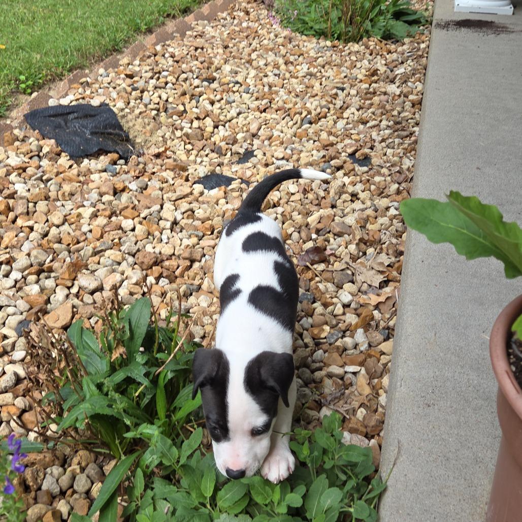 Enlarge Sparrow, a Adoptable Mixed Breed in Breese, IL image 3/4