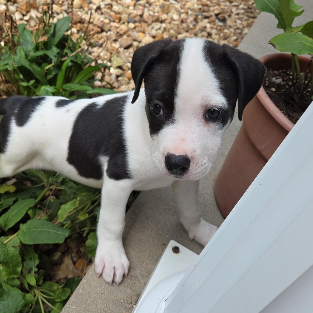 Enlarge Sparrow, a Adoptable Mixed Breed in Breese, IL image 4/4