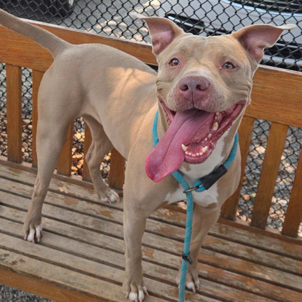 Zev, Adoptable, Adult Female Pit Bull Terrier & Mixed Breed.