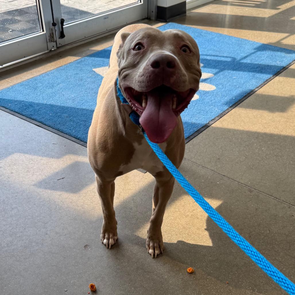 Zev, a Adoptable mixed breed in York, PA image 2/6