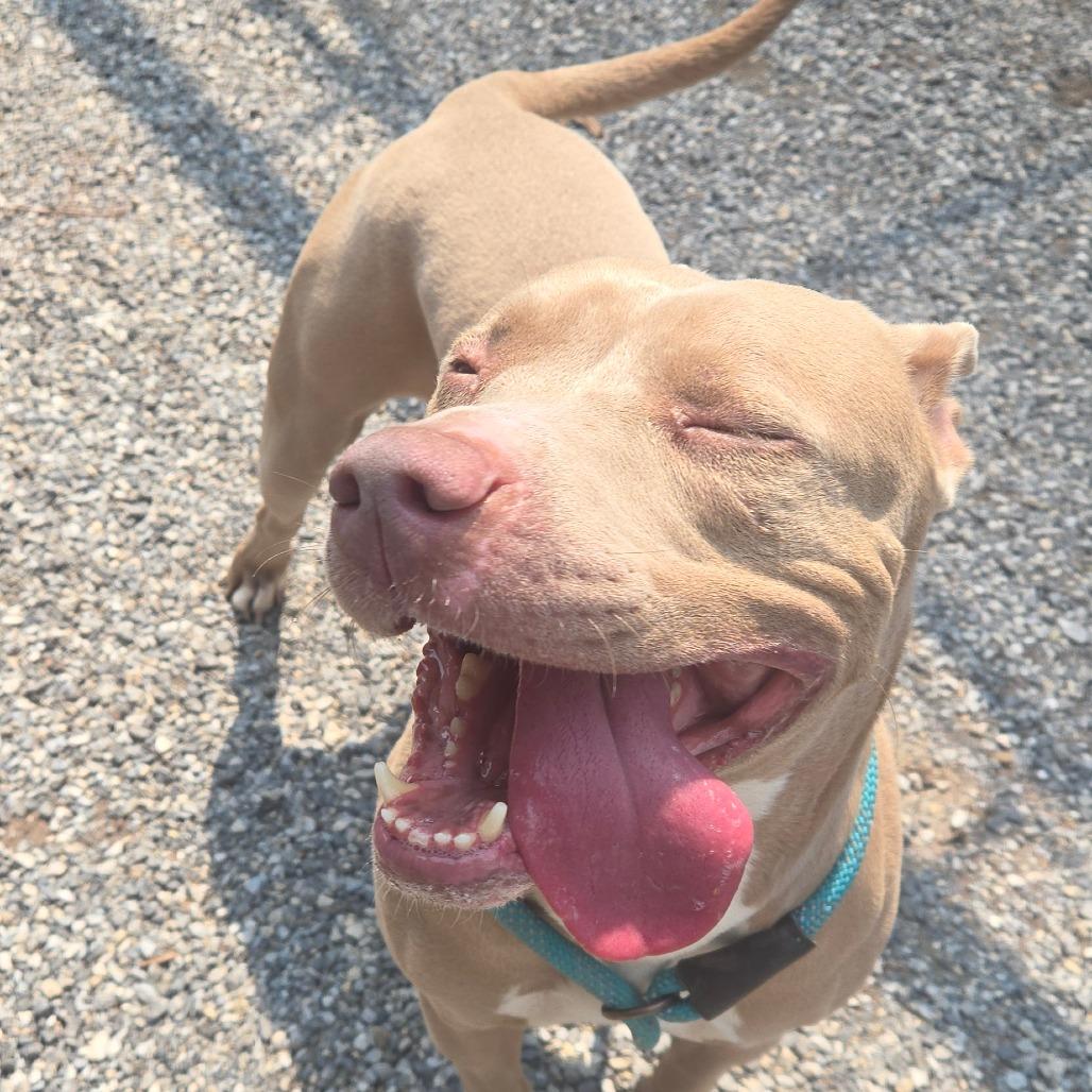 Zev, a Adoptable mixed breed in York, PA image 3/6