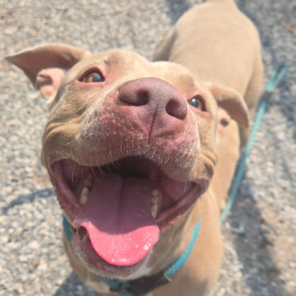 Zev, a Adoptable mixed breed in York, PA image 4/6
