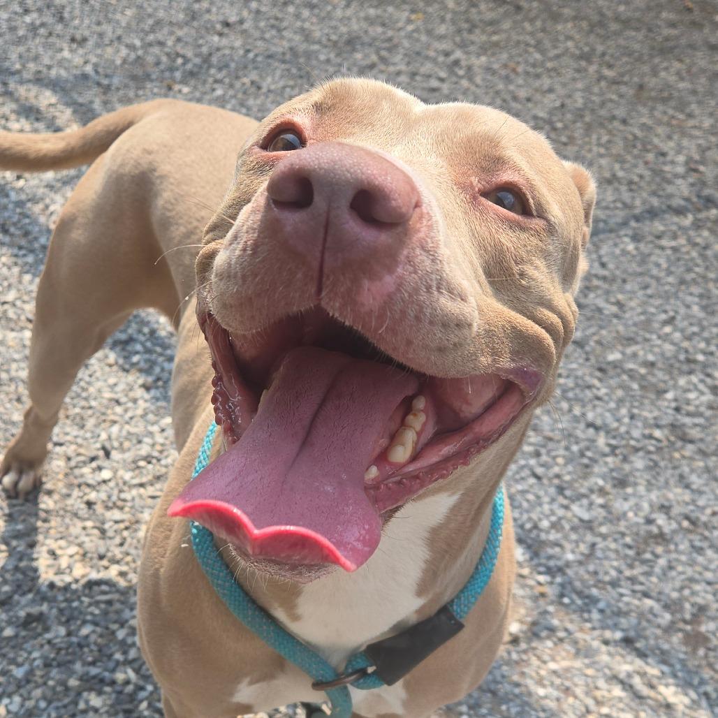 Zev, a Adoptable mixed breed in York, PA image 5/6