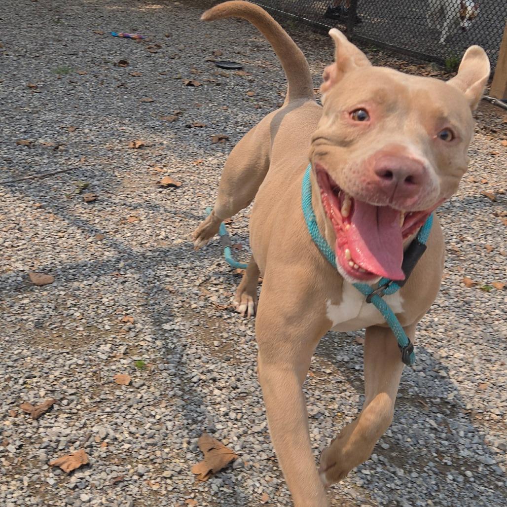 Zev, a Adoptable mixed breed in York, PA image 6/6