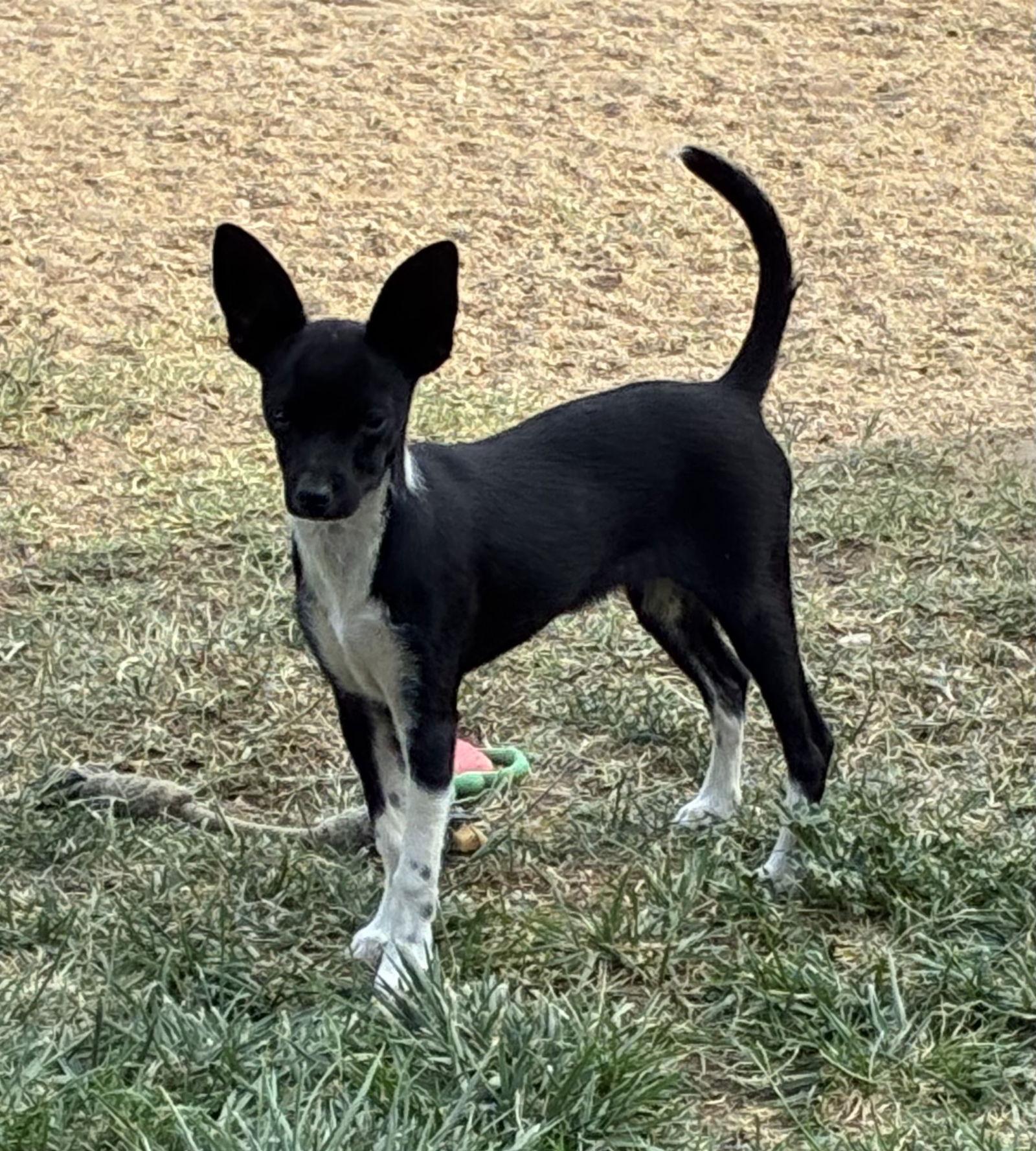 Enlarge Cricket, a Adopted Chihuahua in Hesperia, CA image 1/3
