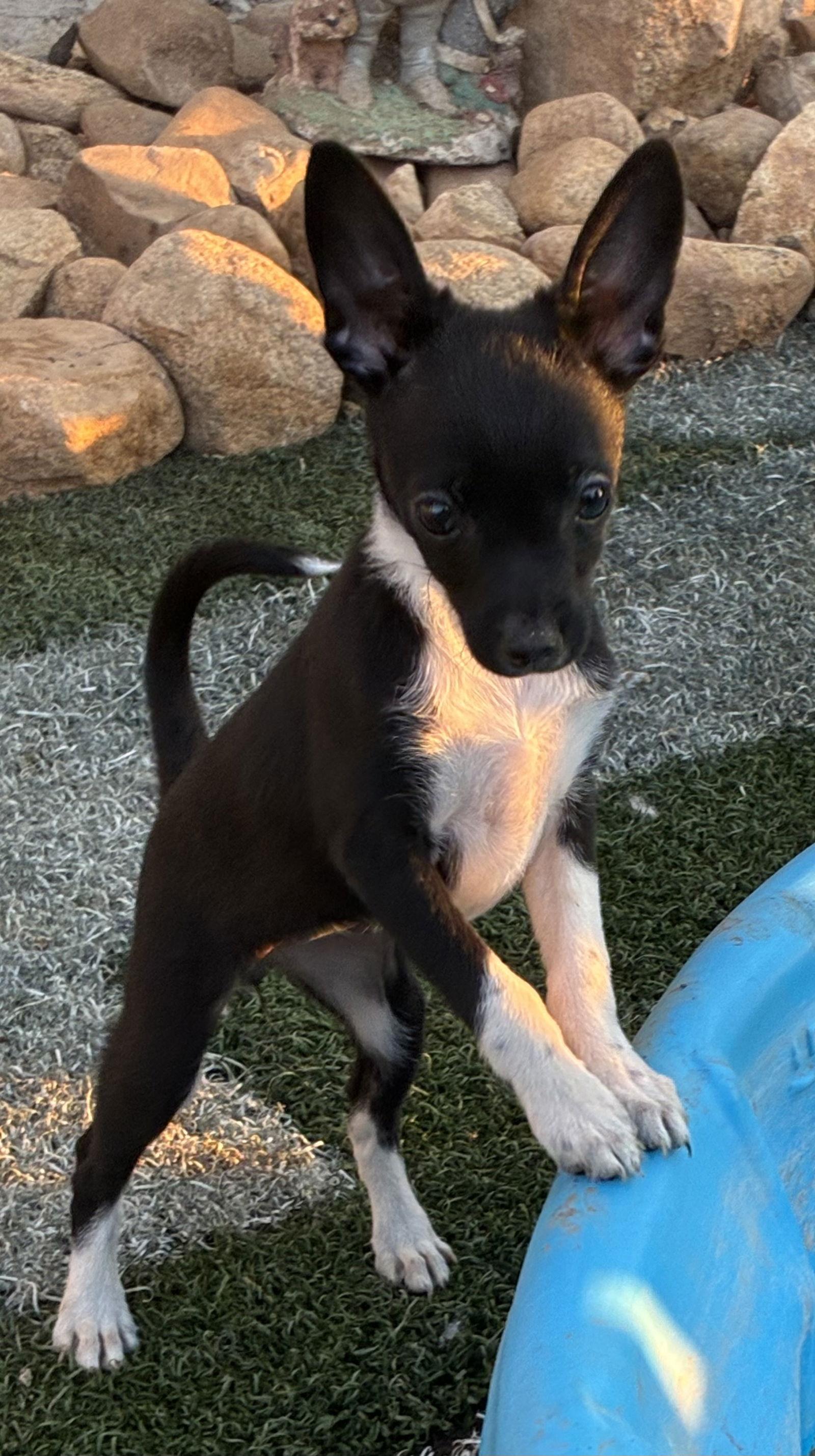 Enlarge Cricket, a Adopted Chihuahua in Hesperia, CA image 2/3