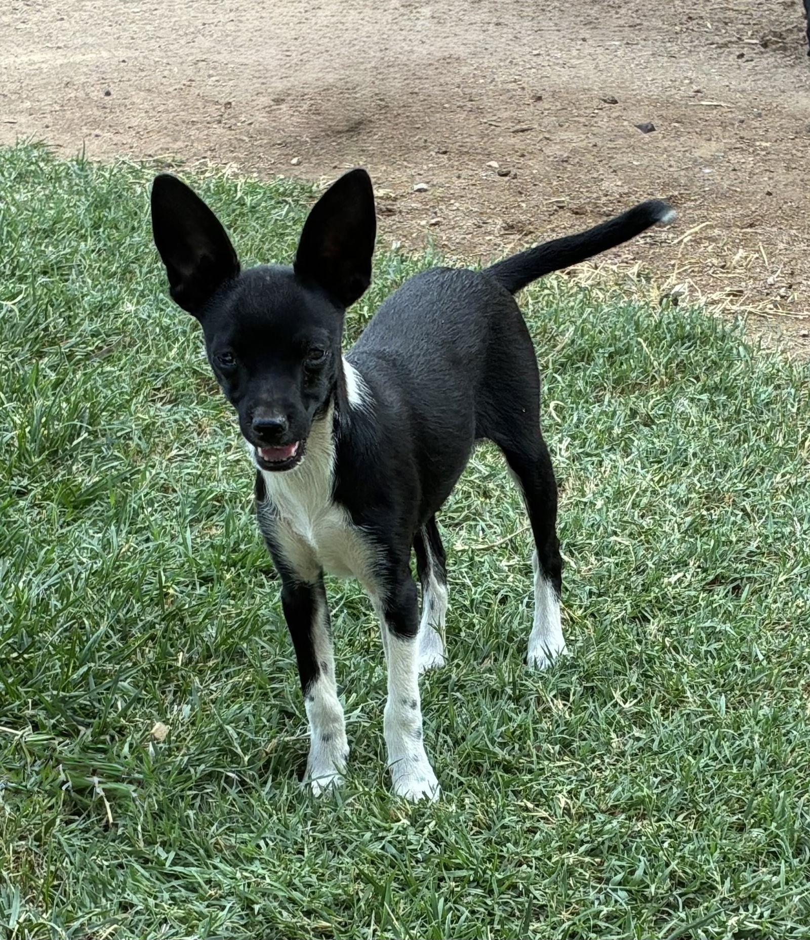 Enlarge Cricket, a Adopted Chihuahua in Hesperia, CA image 3/3
