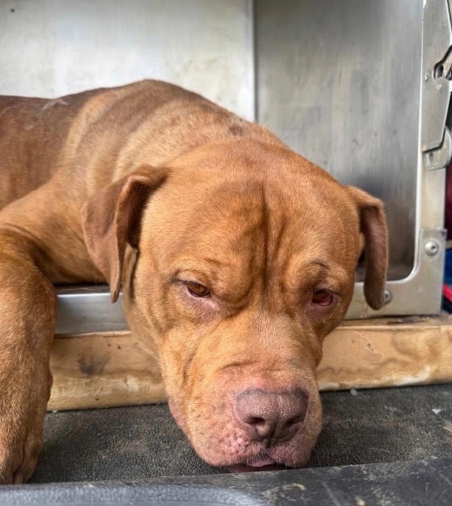 Enlarge Usain Bolt, a Adoptable Pit Bull Terrier in Springfield, OH image 1/1