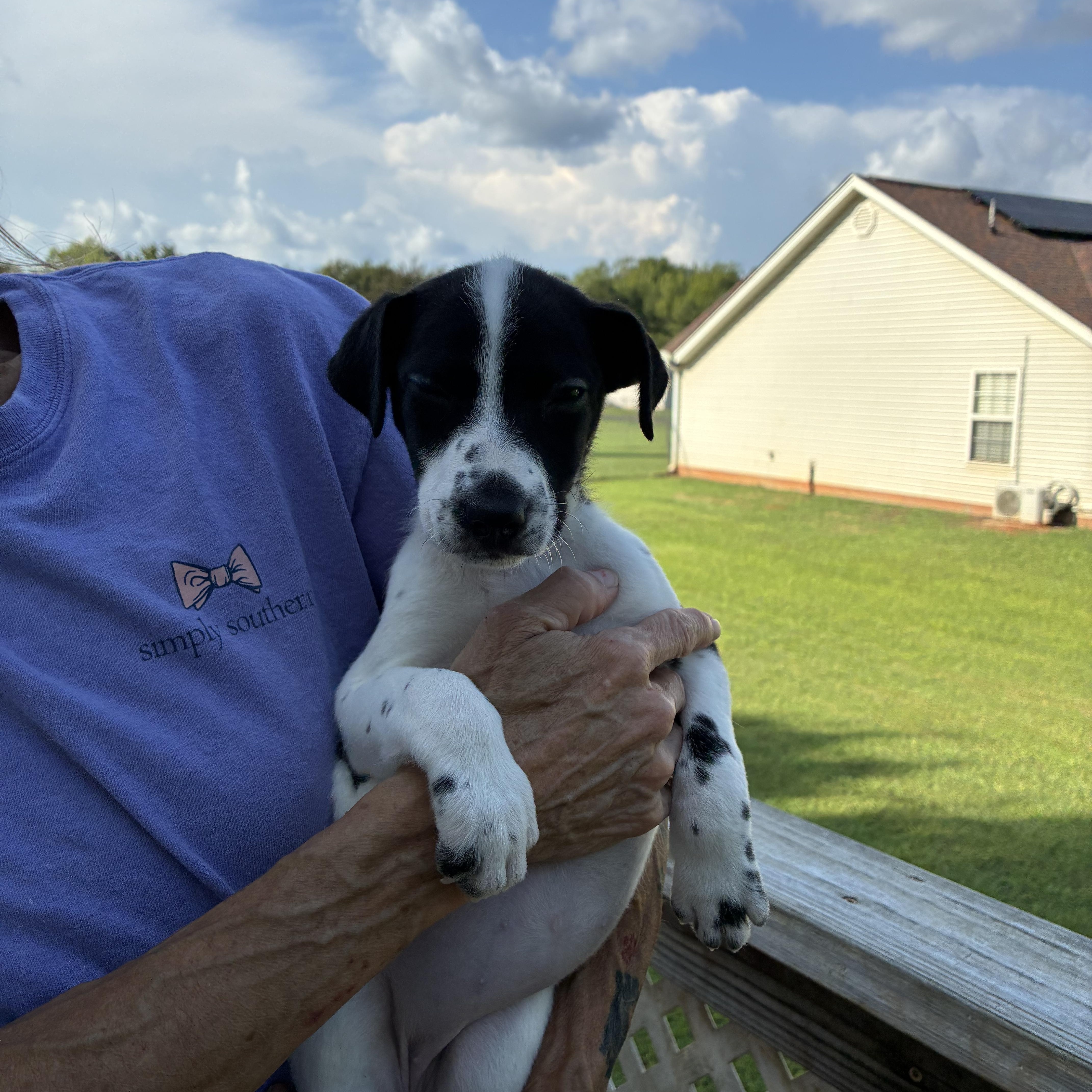 Enlarge Darla, a Adoptable mixed breed in Woodruff, SC image 4/5