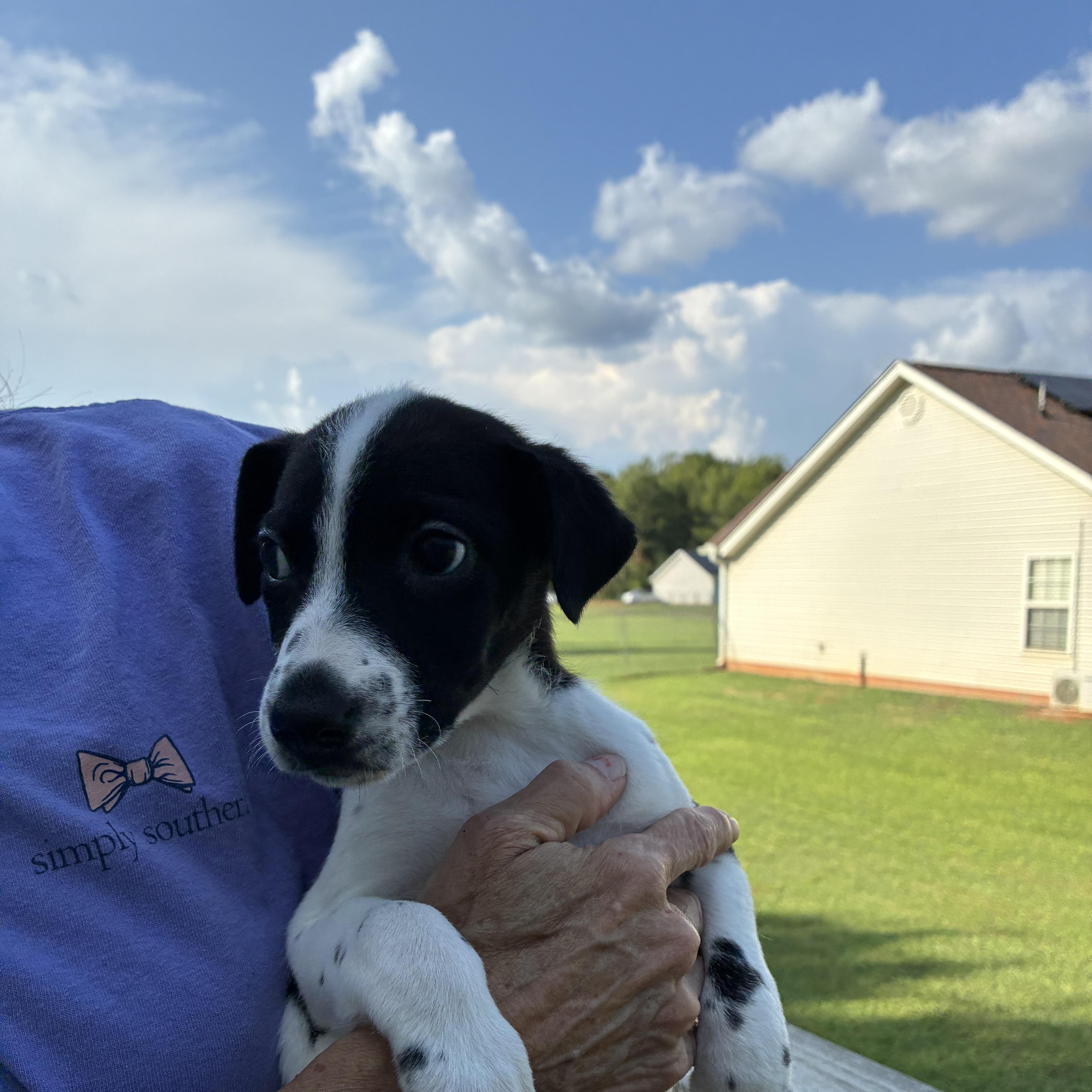 Enlarge Darla, a Adoptable mixed breed in Woodruff, SC image 3/5
