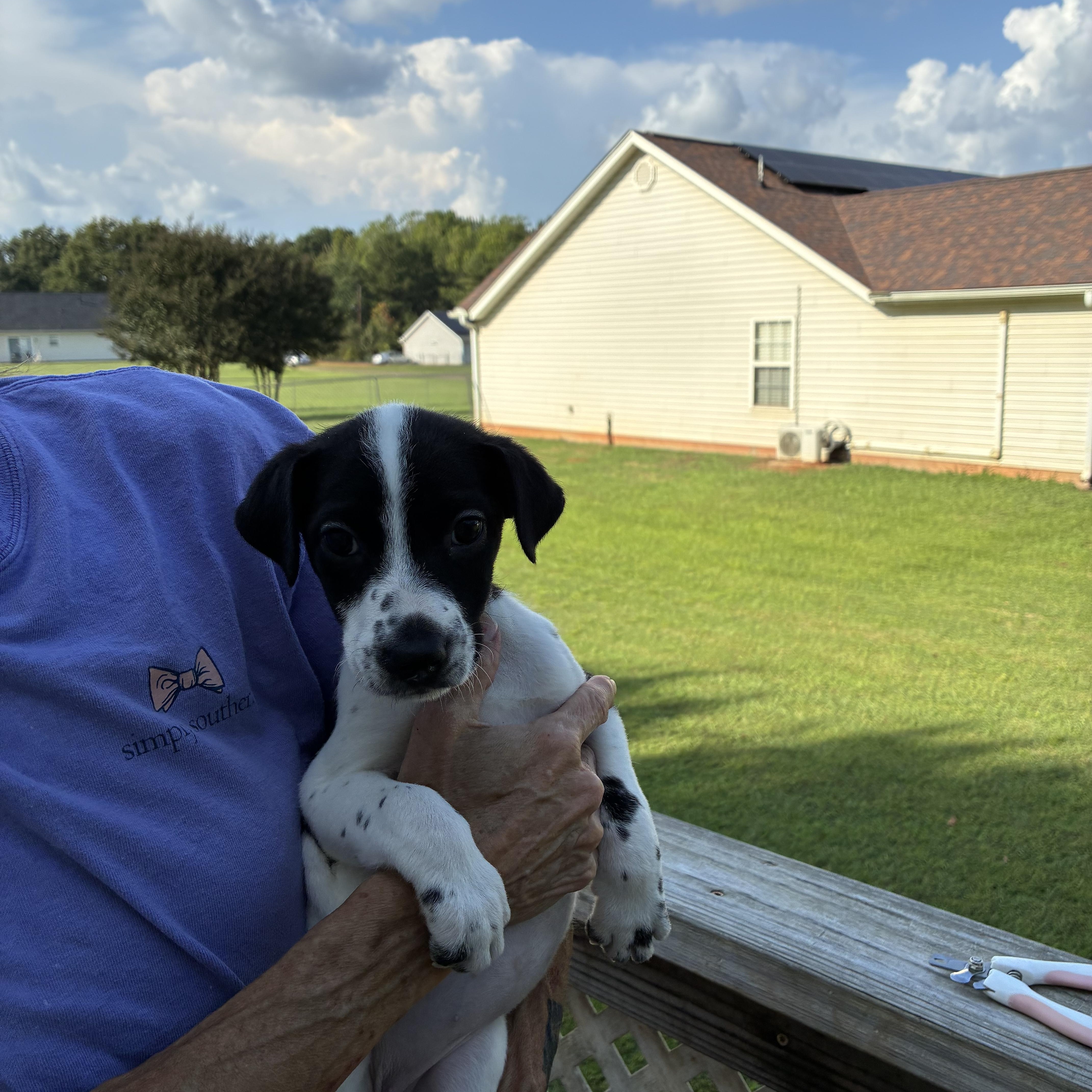 Darla, Adoptable, Puppy Female Terrier.