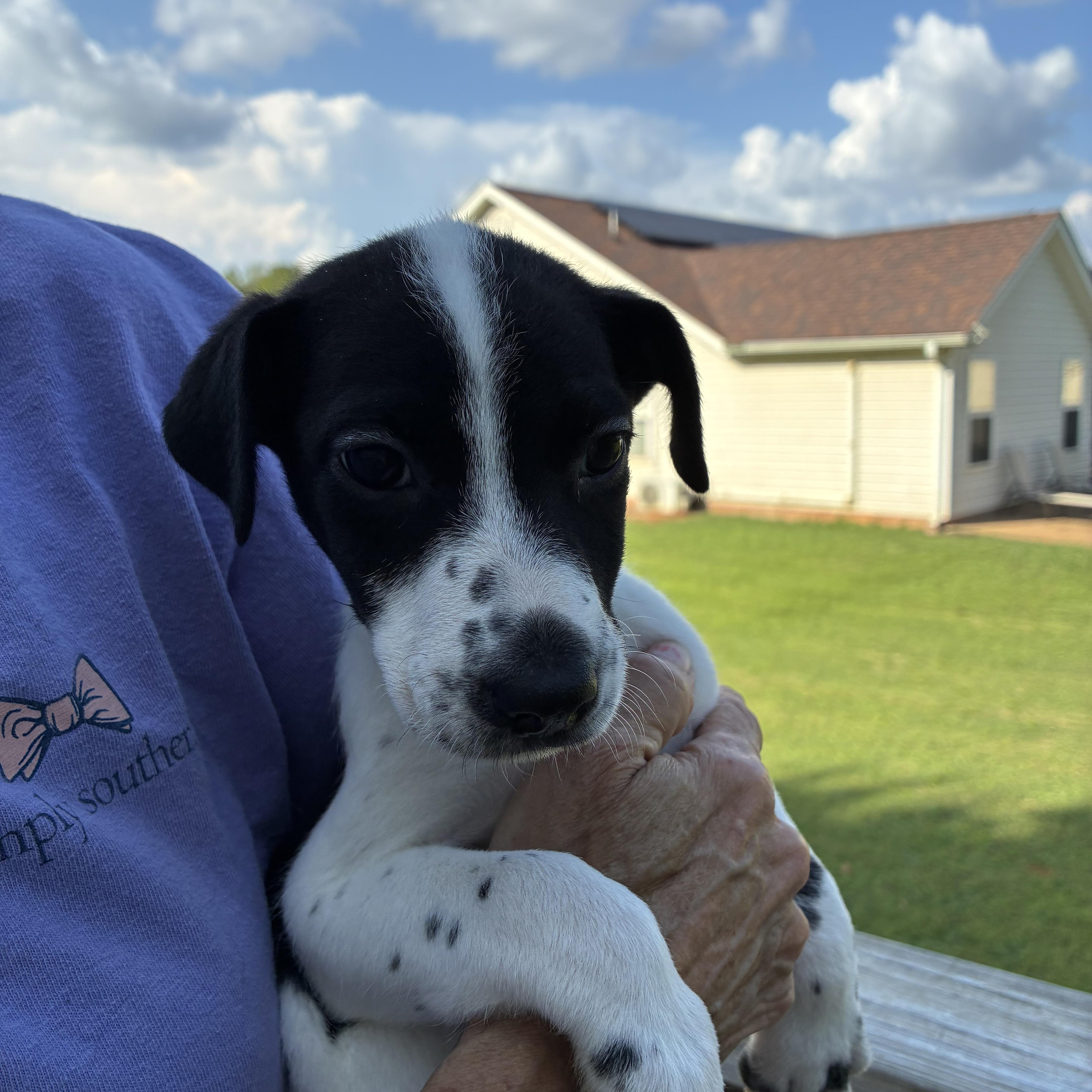 Enlarge Darla, a Adoptable mixed breed in Woodruff, SC image 2/5