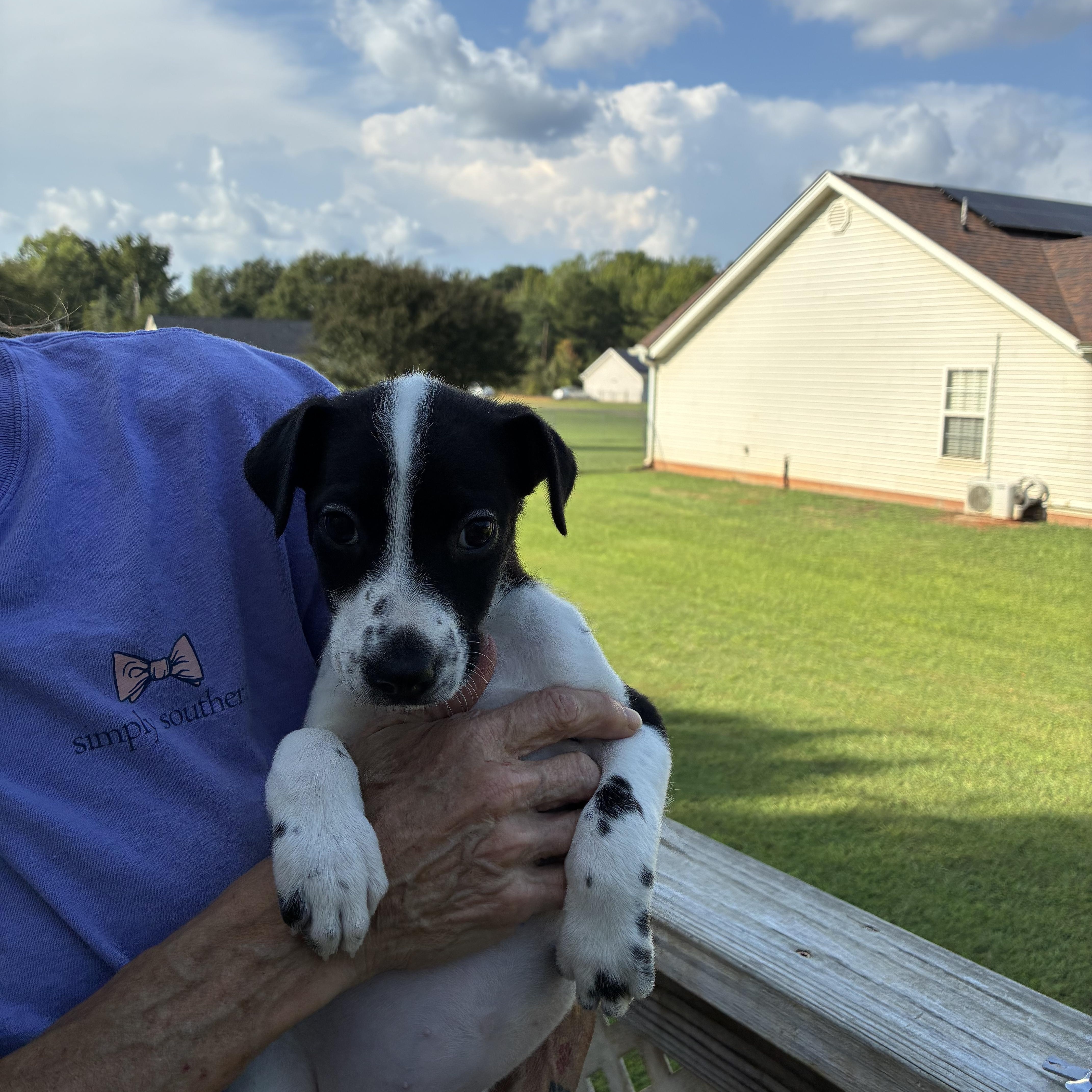 Enlarge Darla, a Adoptable mixed breed in Woodruff, SC image 5/5
