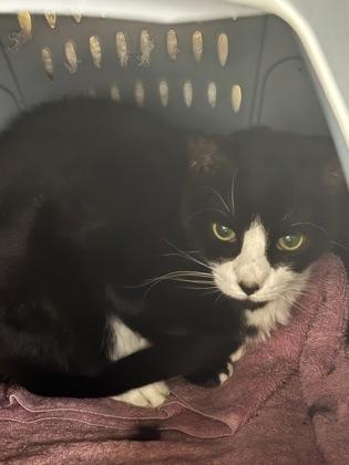 Enlarge Everly, a Adoptable mixed breed in New Hope, PA image 1/1