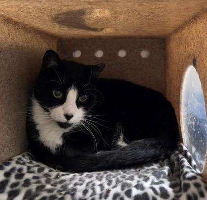 Everly, a Adoptable mixed breed in New Hope, PA image 2/2