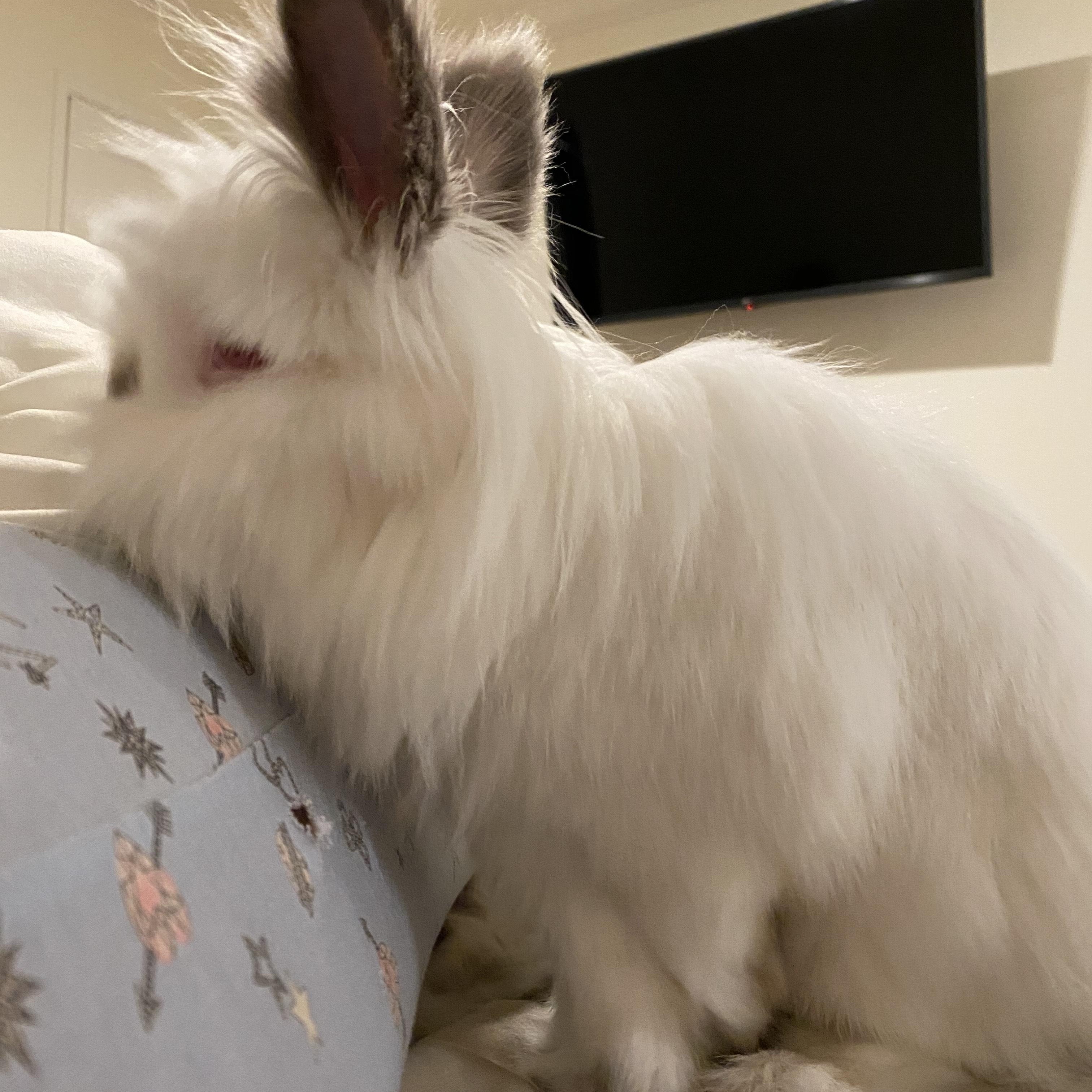 Rabbit♡　1005 sds4269_7_600x600_crop_center.