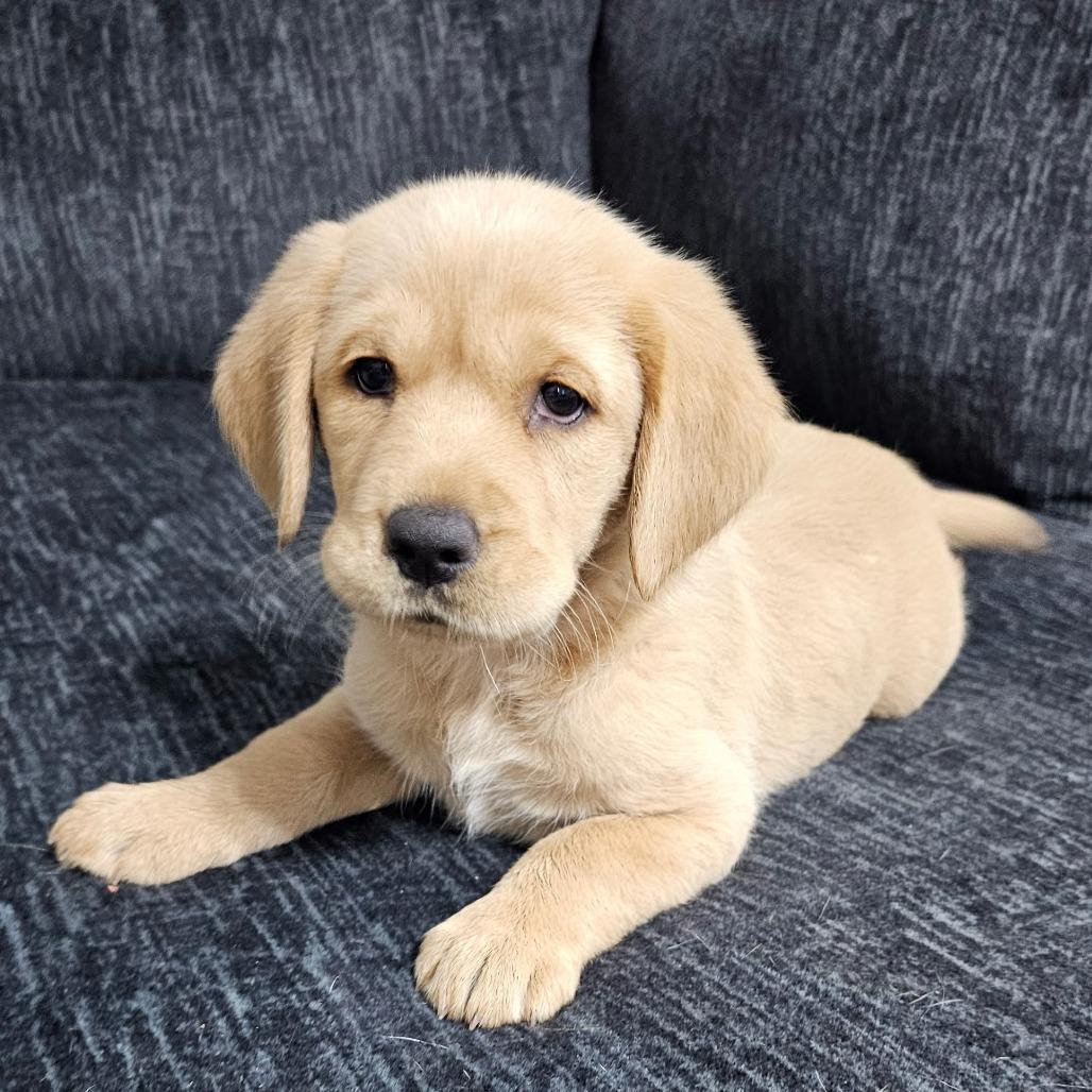 Goldie, Adoptable, Puppy Female Golden Retriever.