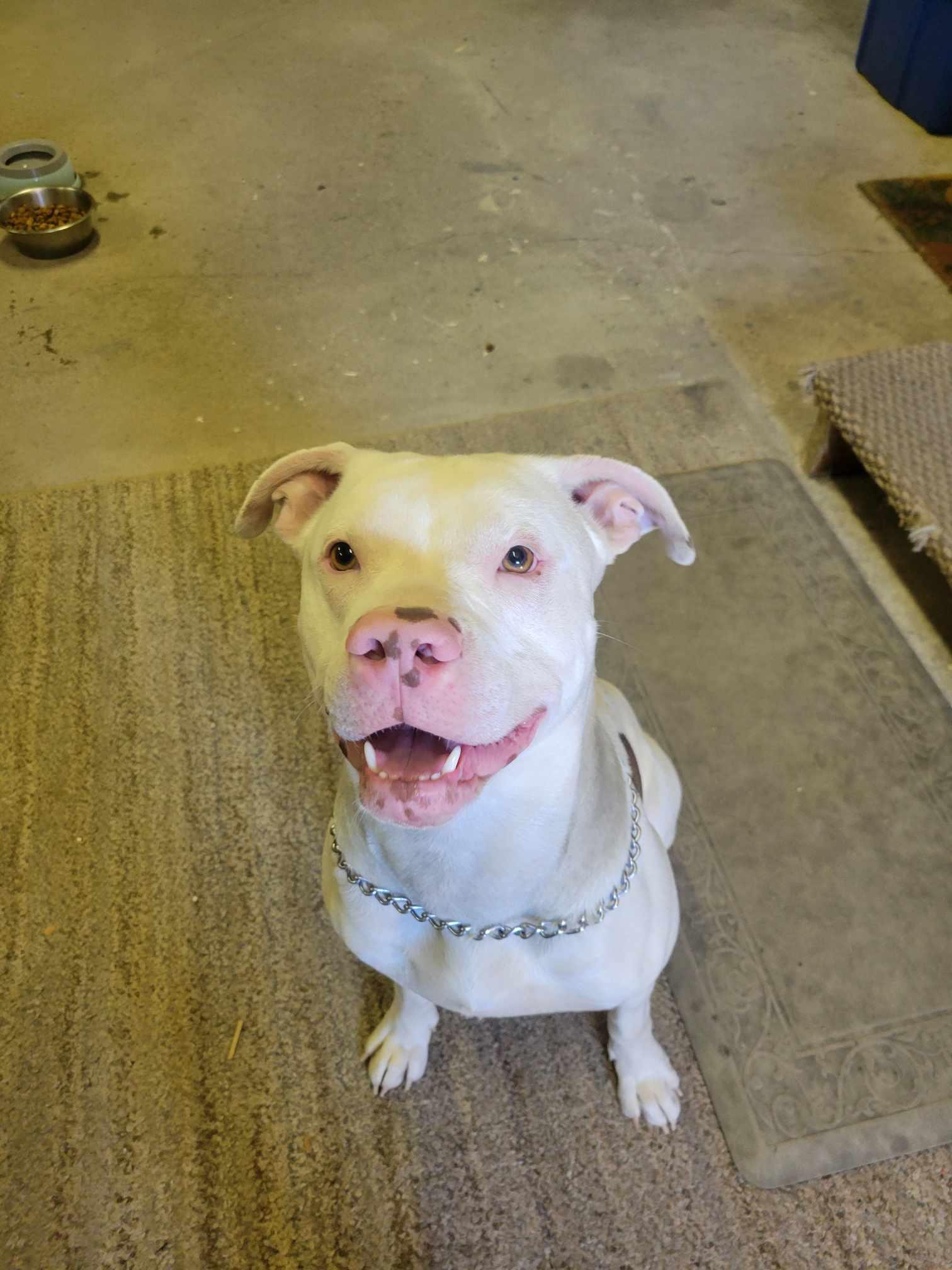 Mo, Adopted, Young Male Pit Bull Terrier & Husky.