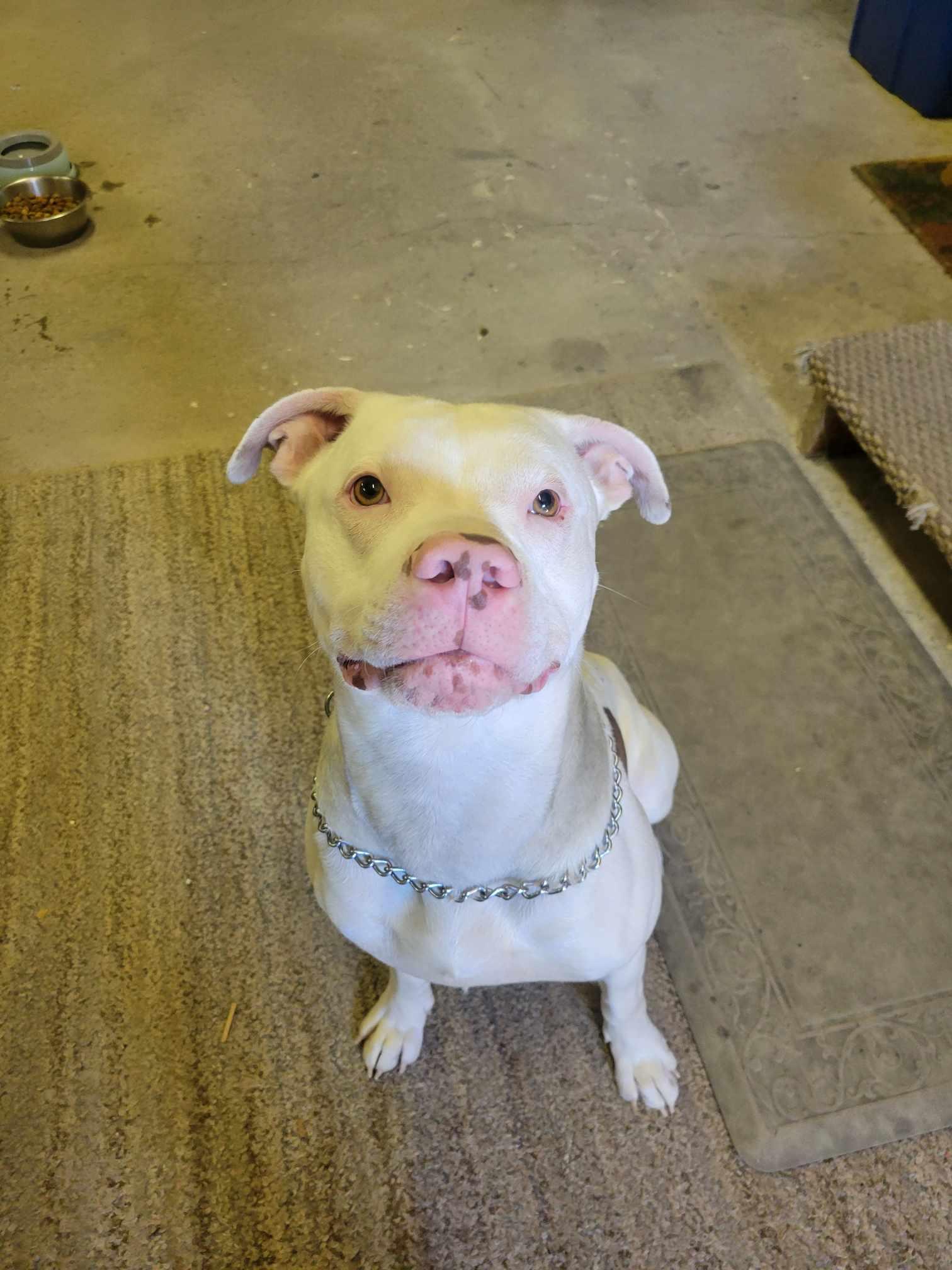 Mo, a Adopted mixed breed in Lockport, NY image 2/3