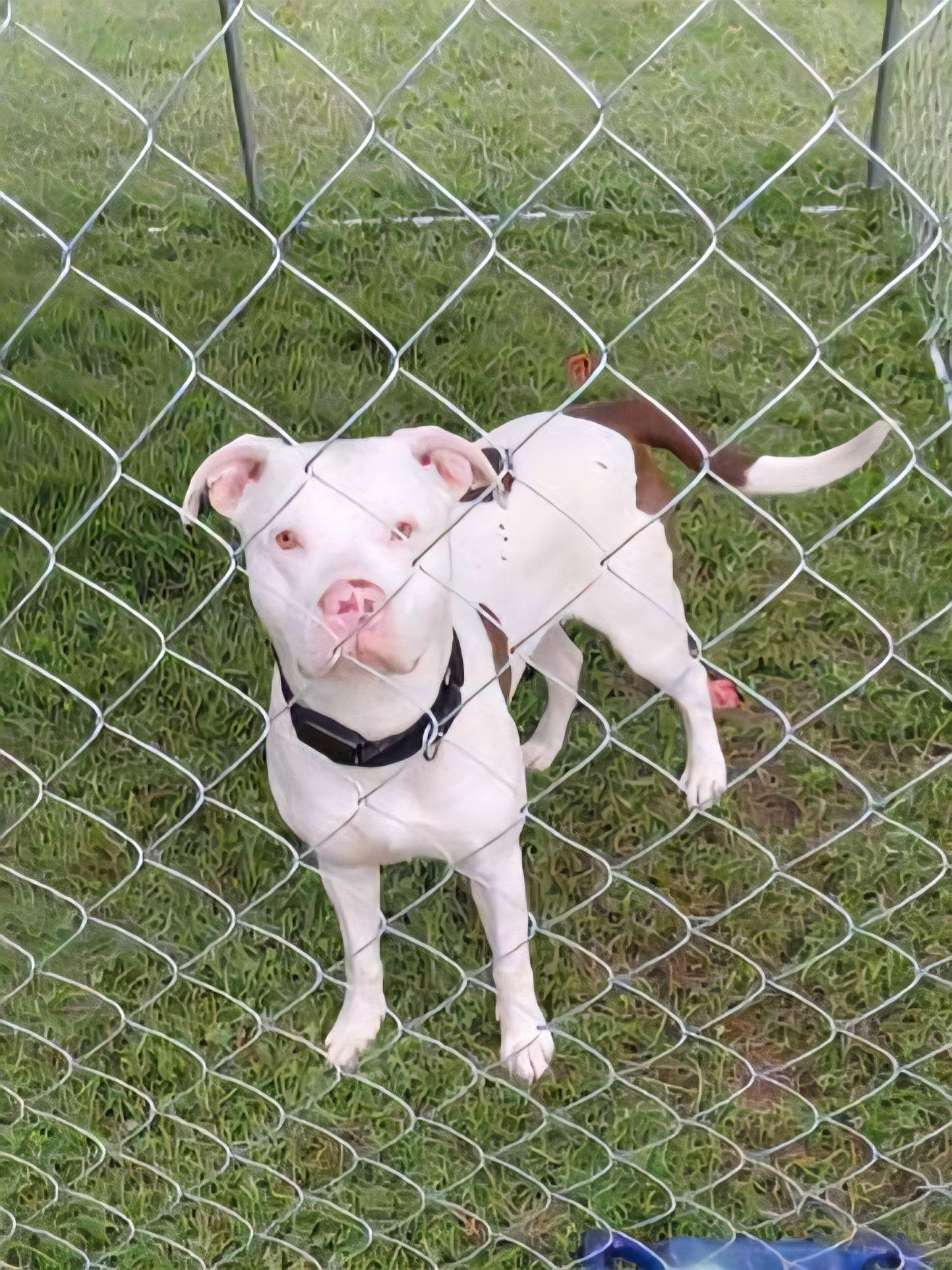 Mo, a Adopted mixed breed in Lockport, NY image 3/3