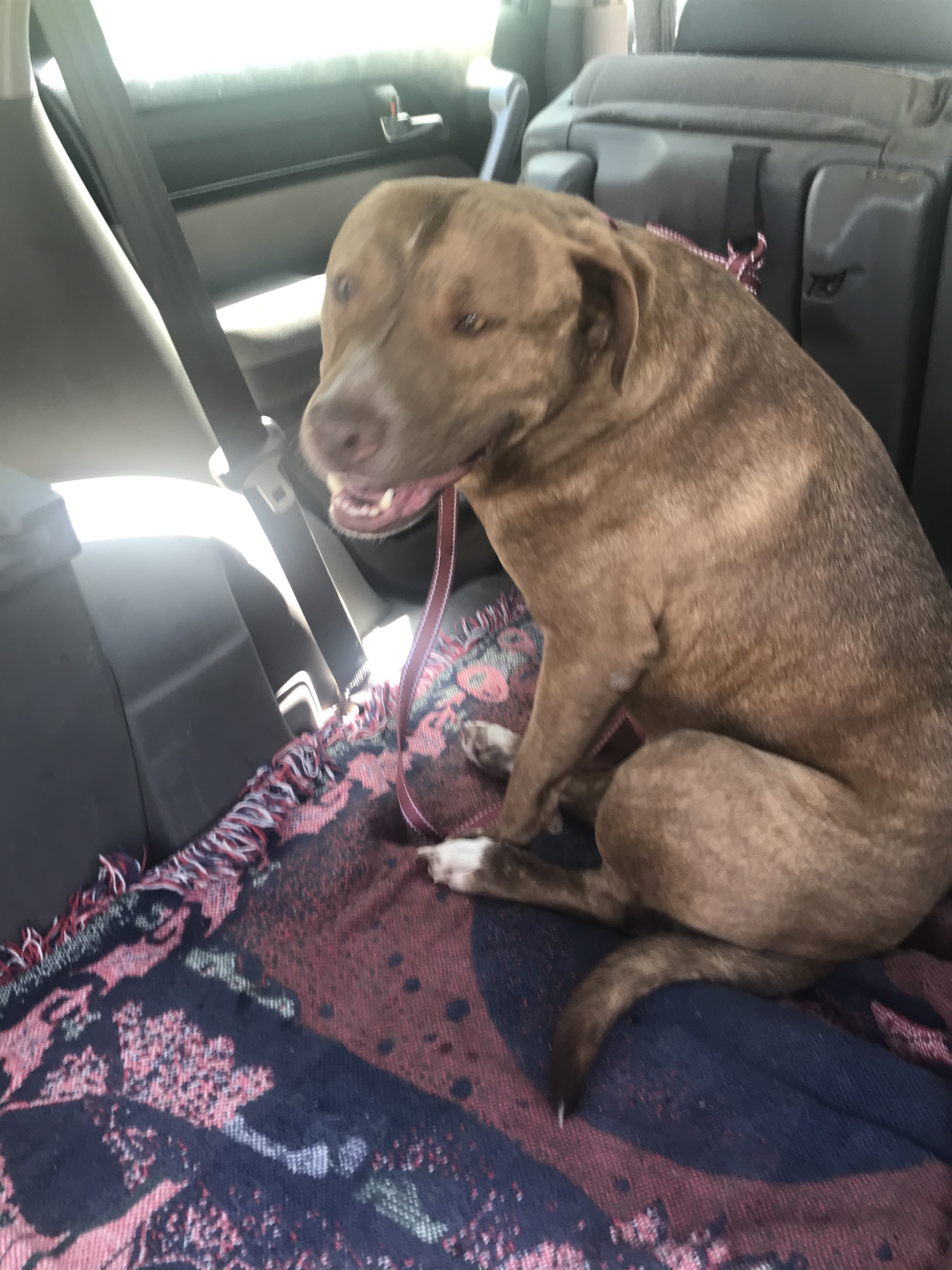 Enlarge Zion, a Adoptable mixed breed in Oakhurst, CA image 3/7