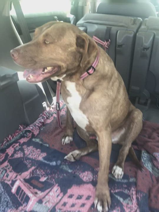 Enlarge Zion, a Adoptable mixed breed in Oakhurst, CA video 7/7