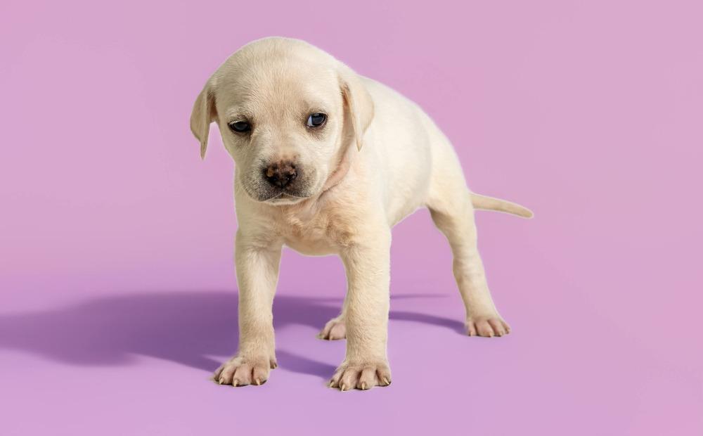 Enlarge Rosemary, a Adoptable mixed breed in Wolcott, CT image 1/5