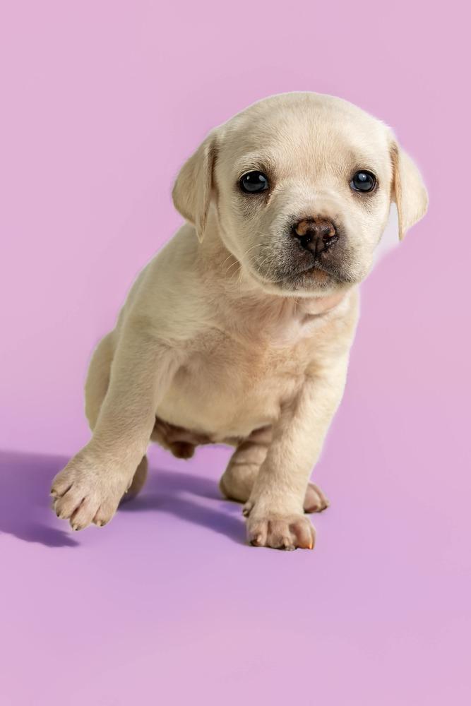 Enlarge Rosemary, a Adoptable mixed breed in Wolcott, CT image 3/5