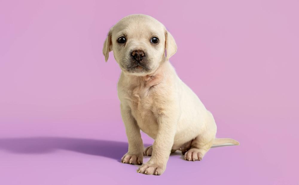 Enlarge Rosemary, a Adoptable mixed breed in Wolcott, CT image 4/5
