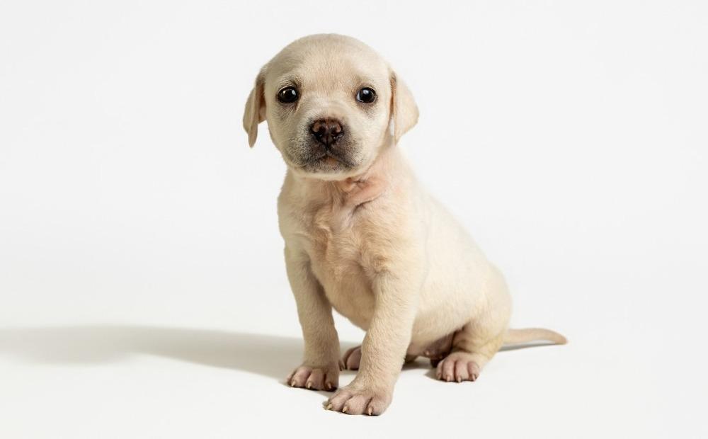 Enlarge Rosemary, a Adoptable mixed breed in Wolcott, CT image 5/5