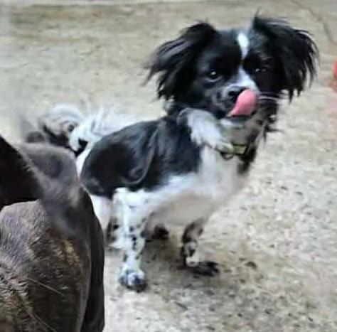 Enlarge Missy, a Adopted mixed breed in Warren, MI image 4/6