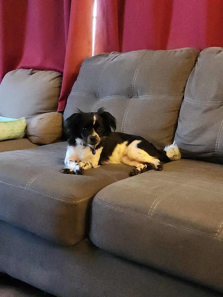 Missy, a Adoptable mixed breed in Warren, MI image 6/6