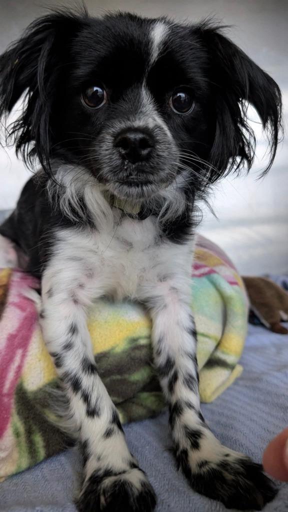 Enlarge Missy, a Adopted mixed breed in Warren, MI image 6/6