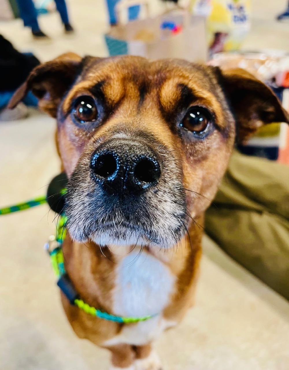 Frodo, a ADOPTABLE mixed breed in Prior Lake, MN image 2/6