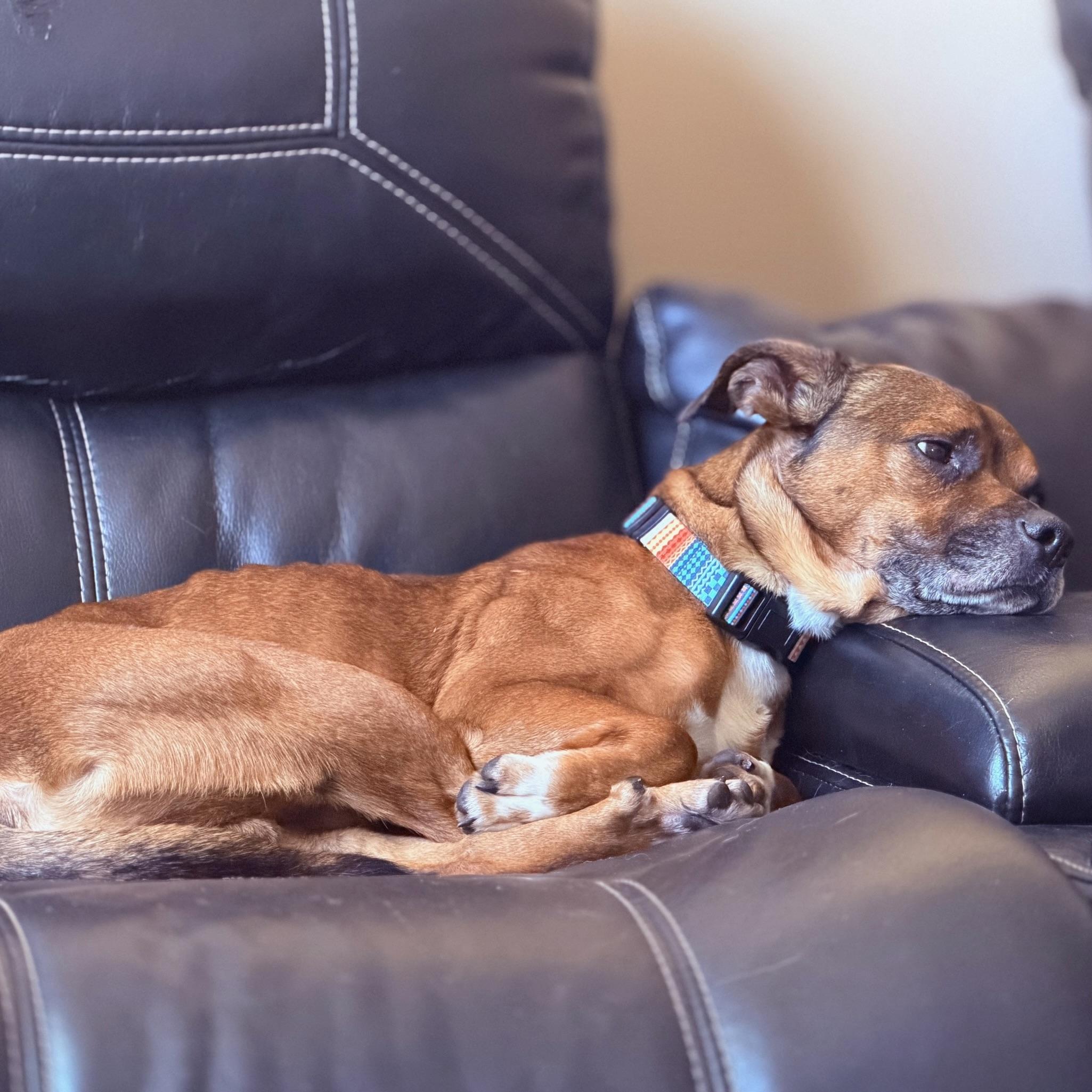 Frodo, a ADOPTABLE mixed breed in Prior Lake, MN image 4/6