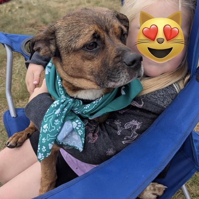 Frodo, a ADOPTABLE mixed breed in Prior Lake, MN image 5/6