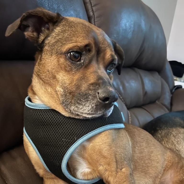 Frodo, a ADOPTABLE mixed breed in Prior Lake, MN image 6/6