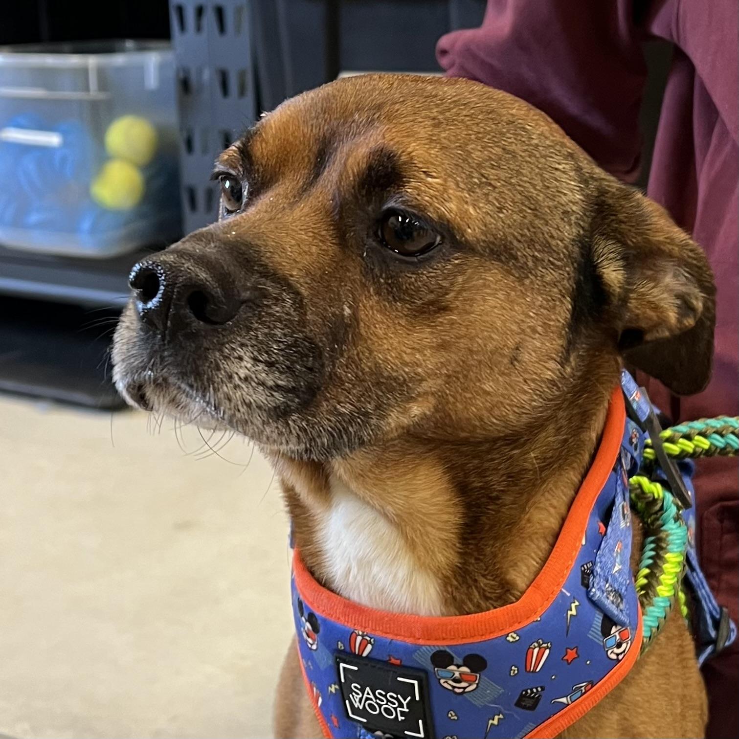 Frodo, a ADOPTABLE mixed breed in Prior Lake, MN image 6/6