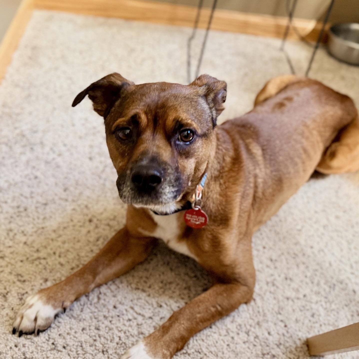 Frodo, a ADOPTABLE mixed breed in Prior Lake, MN image 1/6