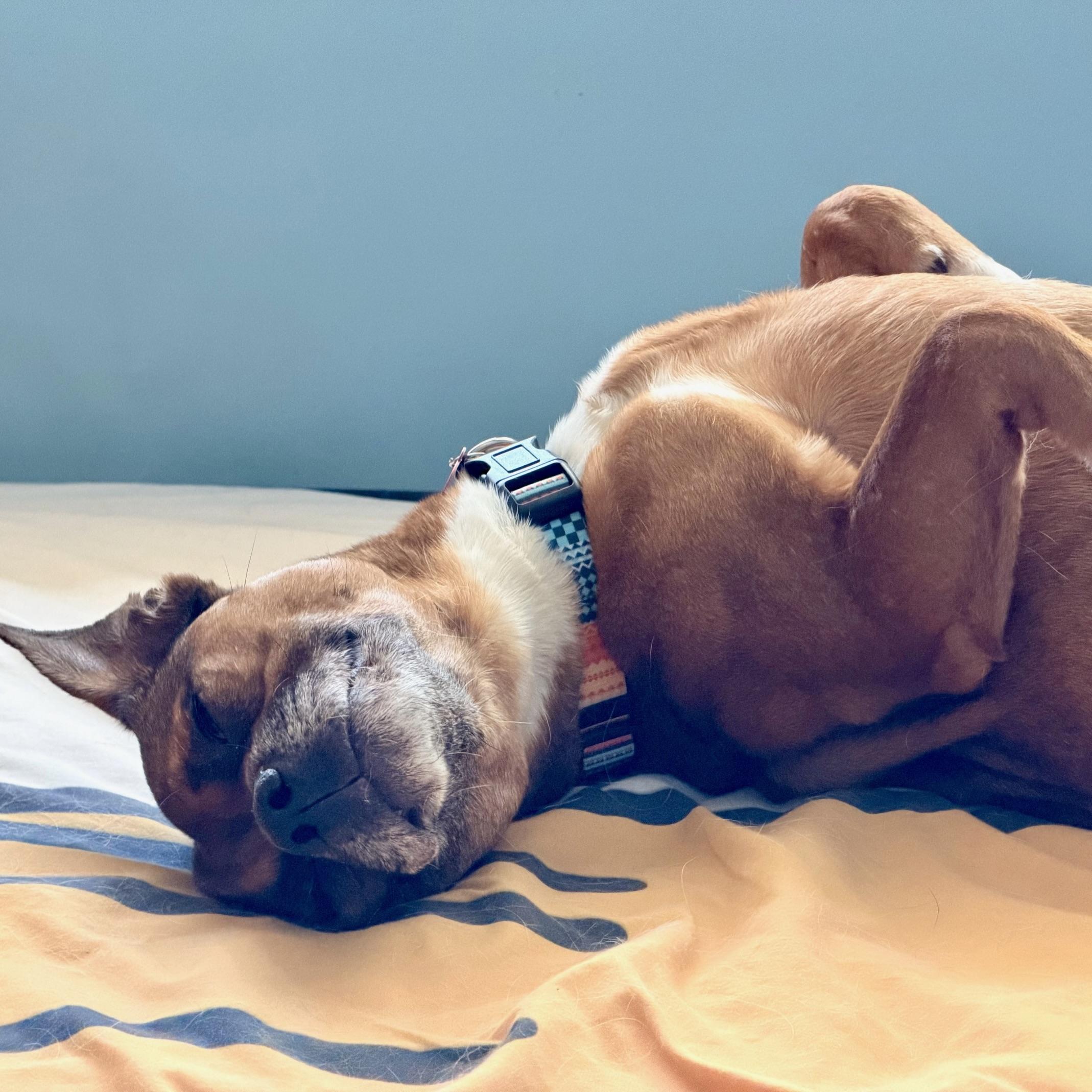Frodo, a ADOPTABLE mixed breed in Prior Lake, MN image 3/6