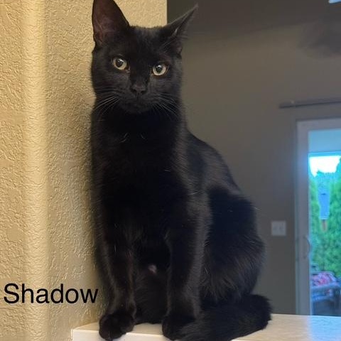 Shadow, Adoptable, Young Male Domestic Medium Hair.