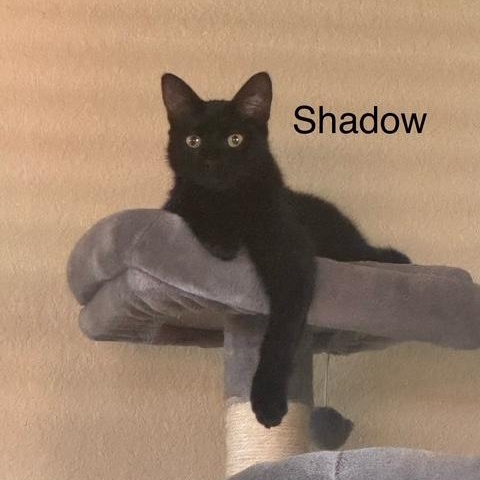 Enlarge Shadow, a Adoptable Domestic Medium Hair in Springfield, OR image 2/2