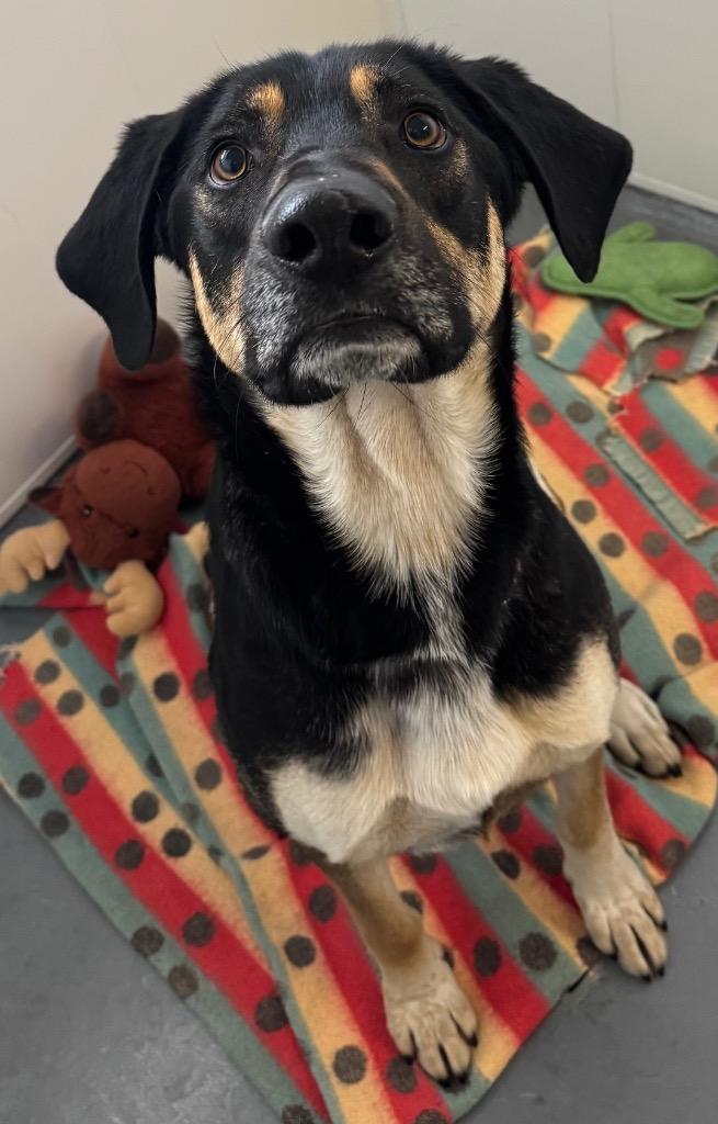 Toast, Adoptable, Young Male Labrador Retriever & Hound.