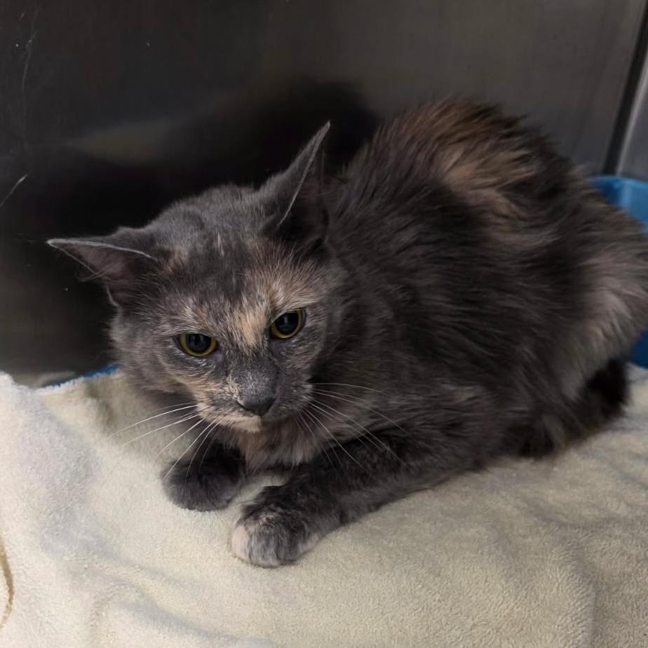 Enlarge Prue, a Adoptable Domestic Medium Hair in Williston, FL image 1/2
