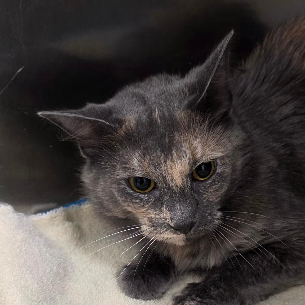 Enlarge Prue, a Adoptable Domestic Medium Hair in Williston, FL image 2/2