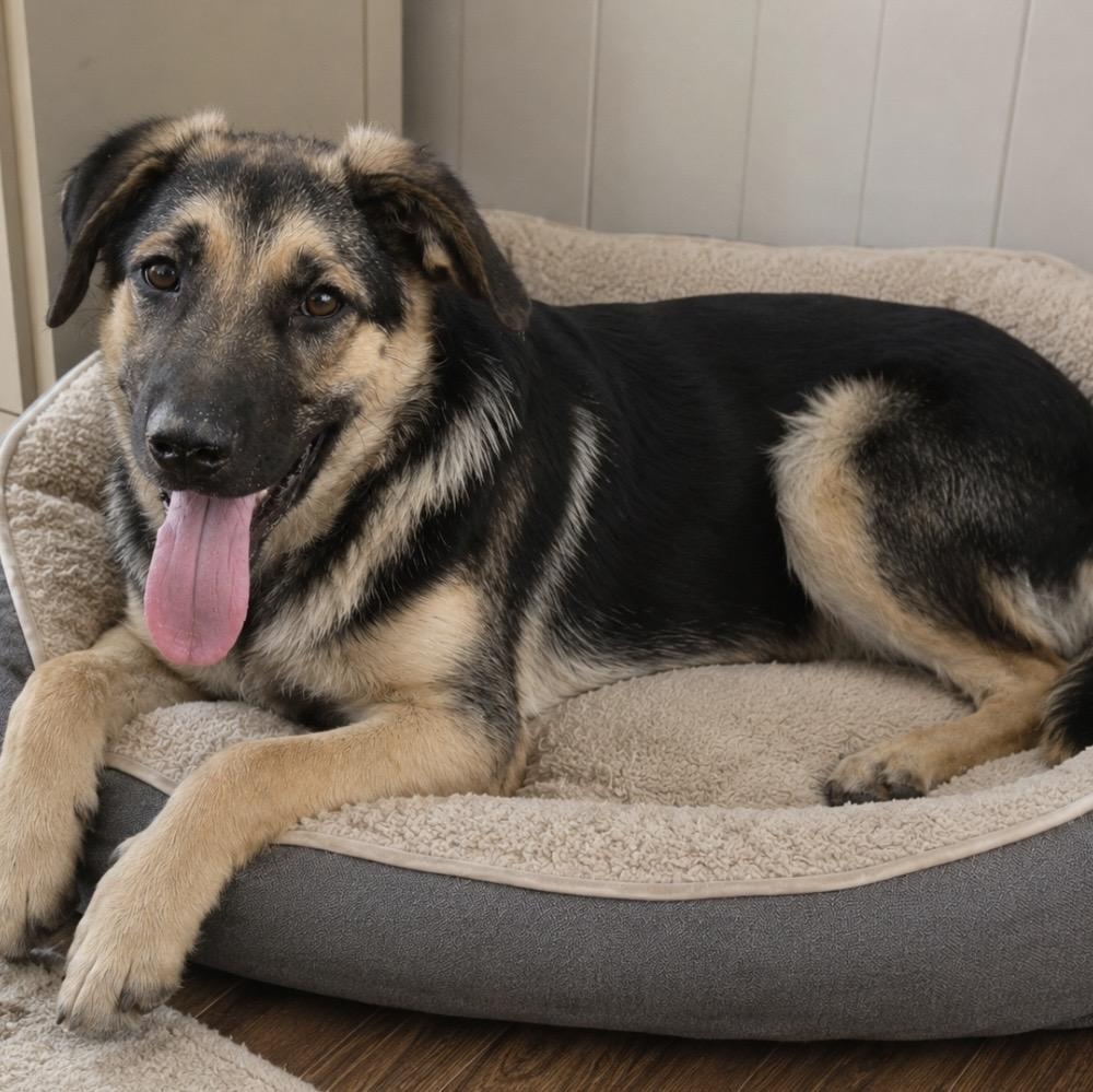Zech, a ADOPTABLE mixed breed in Pelham, NH image 6/6