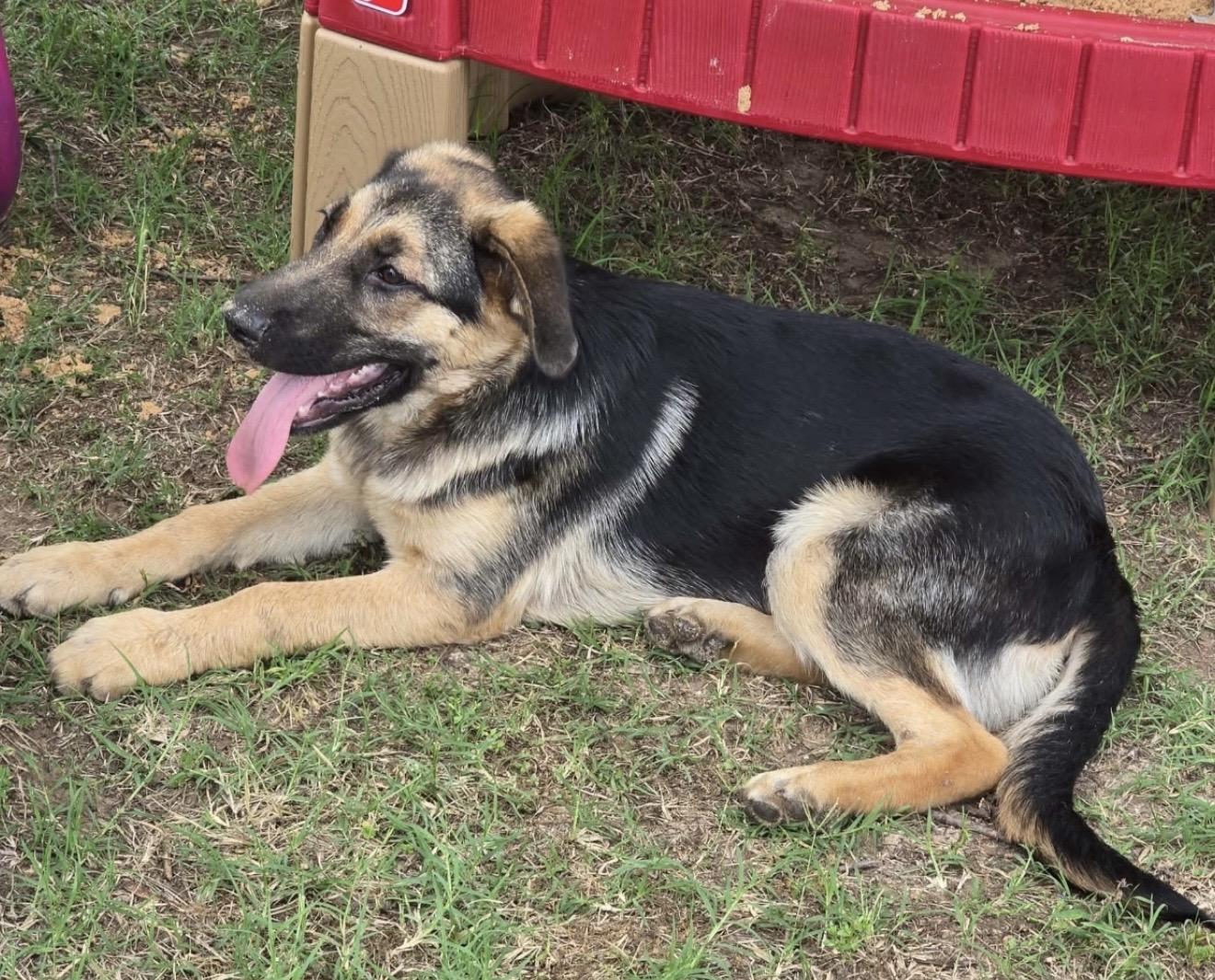Zech, a ADOPTABLE mixed breed in Pelham, NH image 5/6