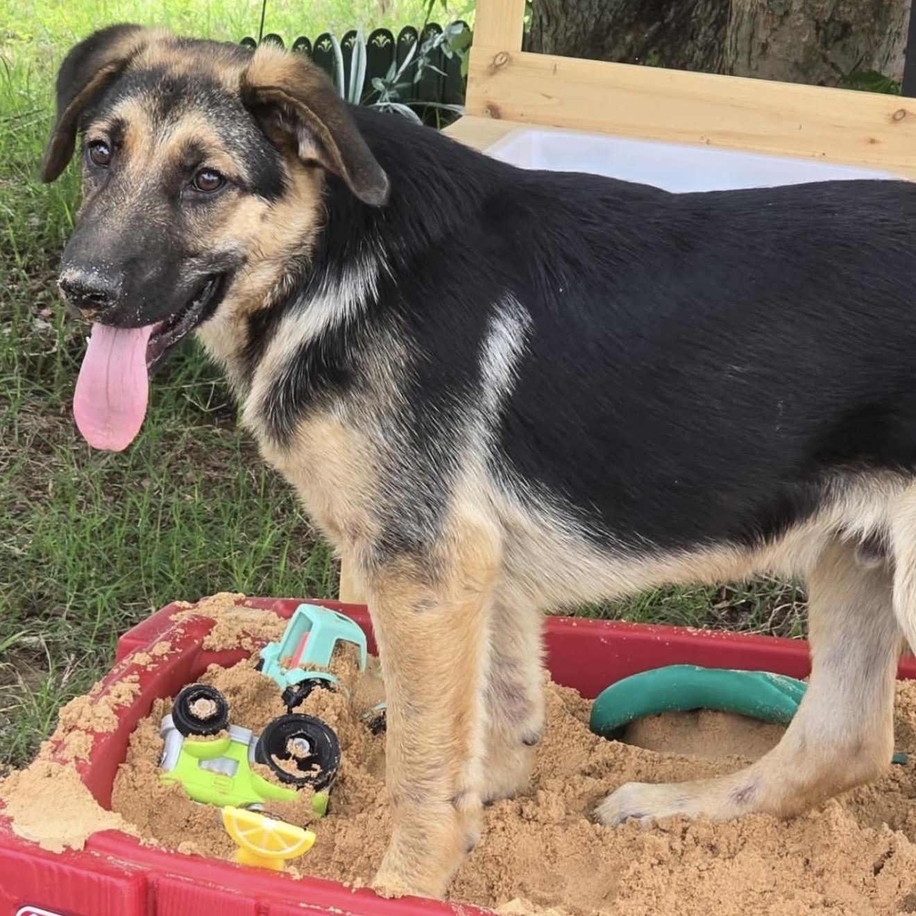 Zech, a ADOPTABLE mixed breed in Pelham, NH image 2/6