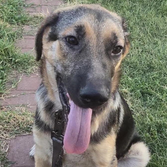 Zech, a ADOPTABLE mixed breed in Pelham, NH image 3/6