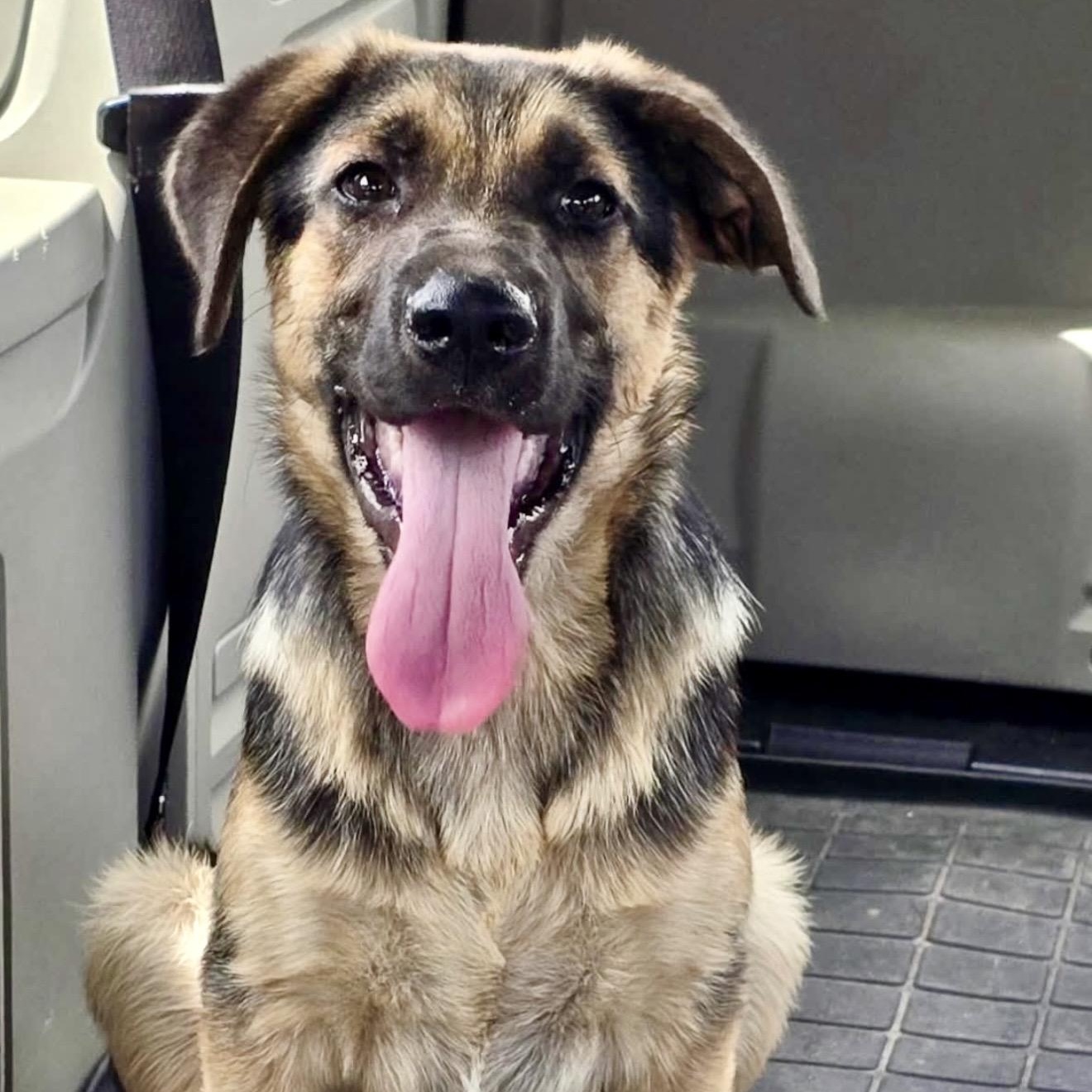 Zech, a ADOPTABLE mixed breed in Pelham, NH image 4/6
